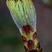 Spring Foliage