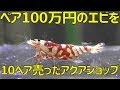 √ダウンロード 海老 観賞用 190028