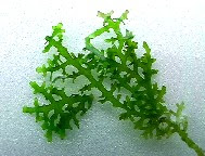 Evregreen ウィローモス