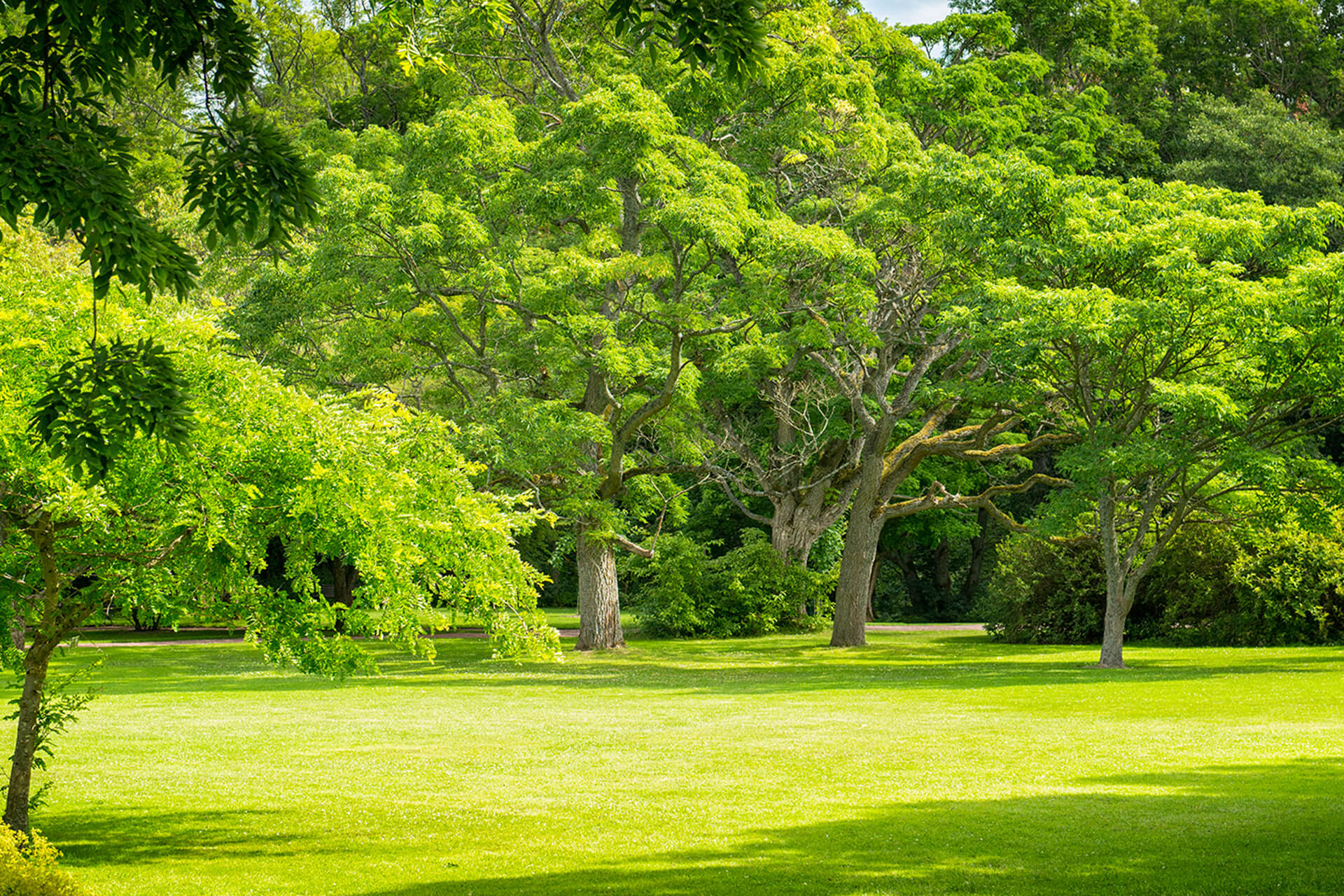 A Deciduous Tree | Landscape Design