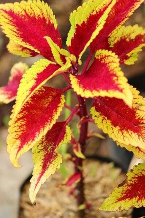 jual tanaman hias daun miana iler redylow merah kuning