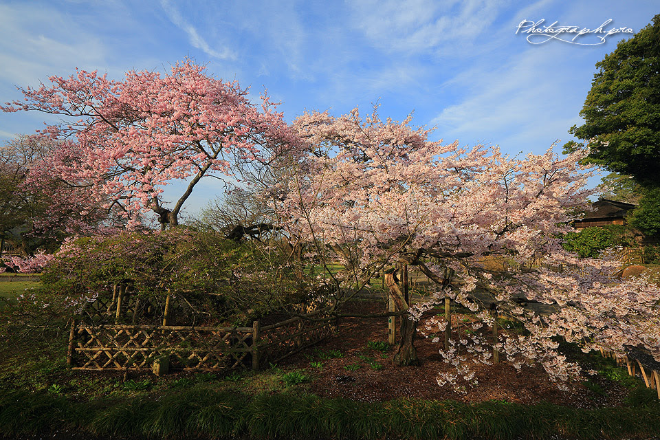 偕楽園の桜紀行