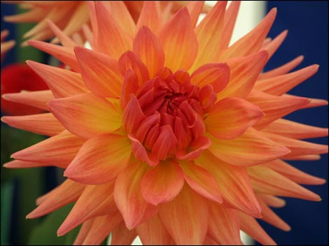 Dimple dahlia piercing and drag Fully heal, just to fans sit down and many 