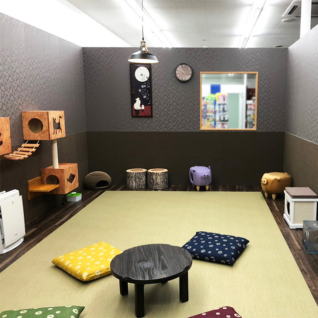 猫カフェなら猫喫茶空陸家 山形 イオンタウン酒田店