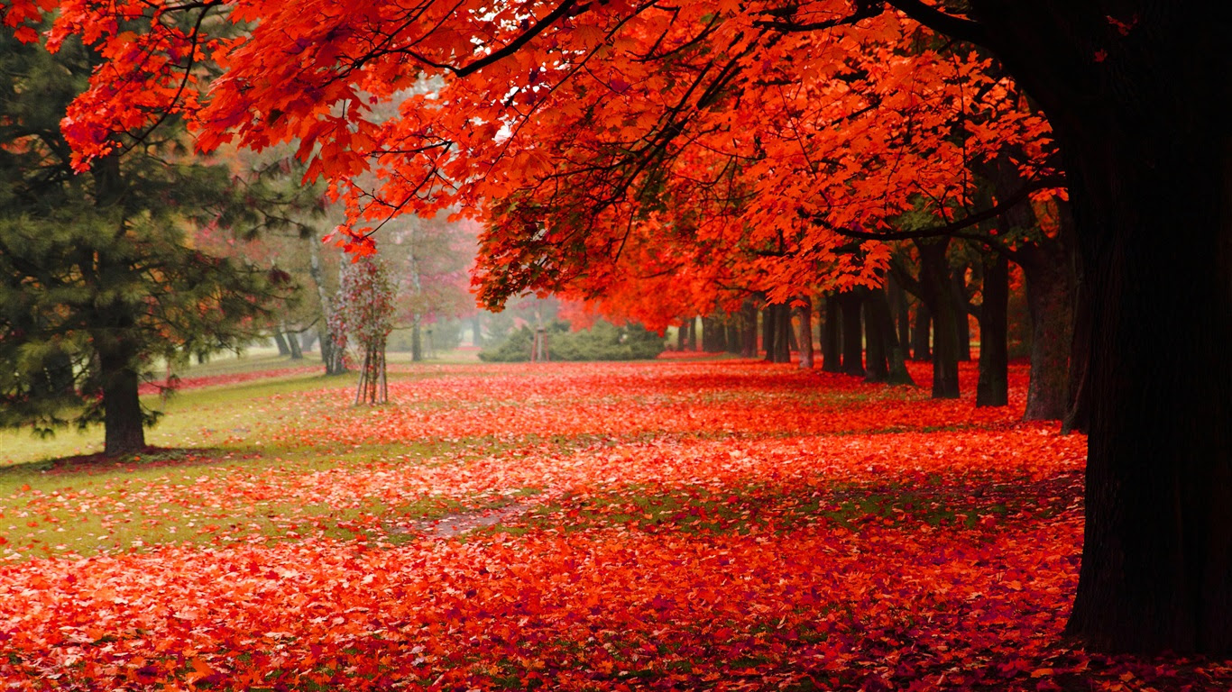 美しい秋 紅葉 デスクトップの壁紙 1366x768 壁紙をダウンロード Ja Hdwall365 Com