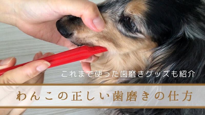 動画付き 犬の歯磨きの正しいやり方と今まで試したデンタルケア用品を紹介 うちのわんこ手帖