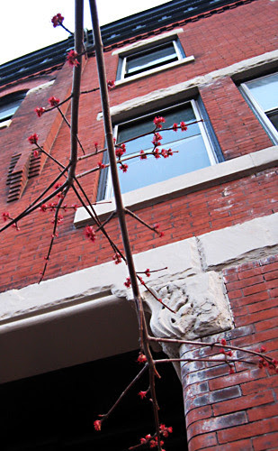 Red bloom