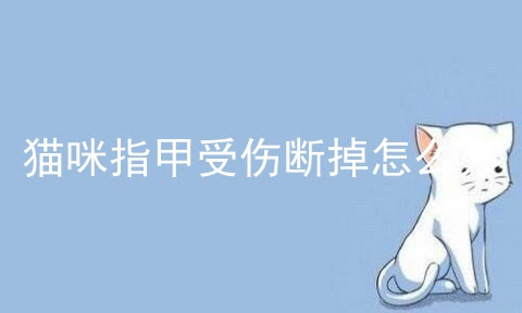猫咪指甲受伤断掉怎么办 猫咪指甲炎 猫咪指甲受伤发炎可以自愈吗 宠伴网