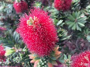 19+ Top Terbaru Bottle Brush Plant
