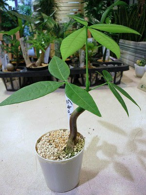 実生苗ｍｉｘ プロトリーフの観葉植物ブログ