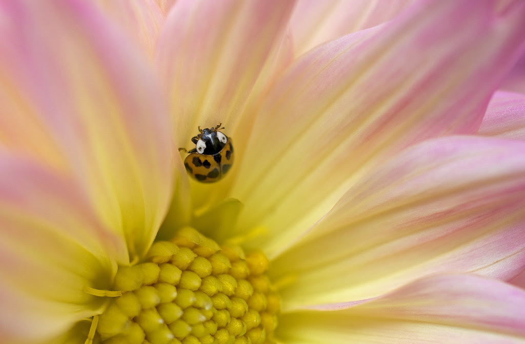 lady bug on dahlia