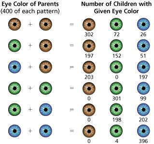 Webapr 25, 2024 · eye colour, heritable phenotypic (observable) trait determined by pigmentation and light scattering in the iris of the eye. pin on genetics