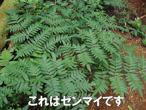 ヤシャゼンマイ