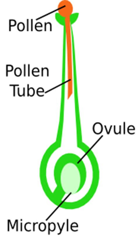 double fertilization  angiosperms definition process