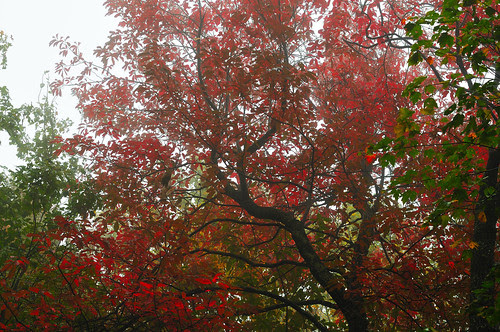 Branching Fog
