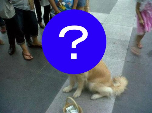 気分は王様 ライオンになりきった犬 猫に小判