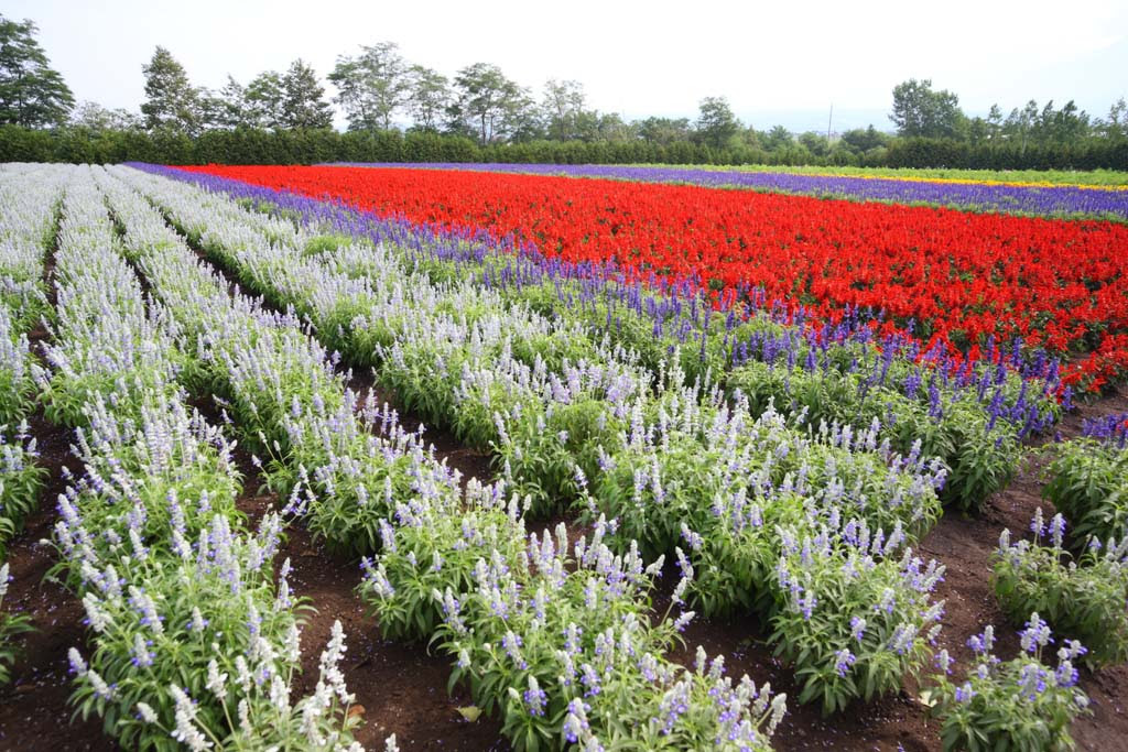 ゆんフリー写真素材集 No 8013 富良野の花畑 日本 北海道
