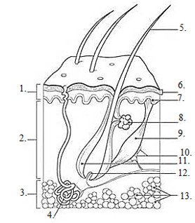 ImageQuiz: Labeling Skin Diagram 2016