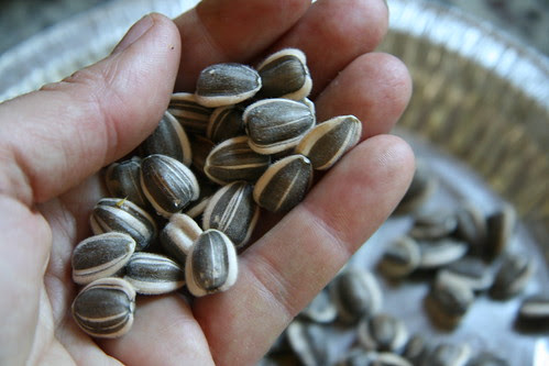 sunflower seeds in my hand