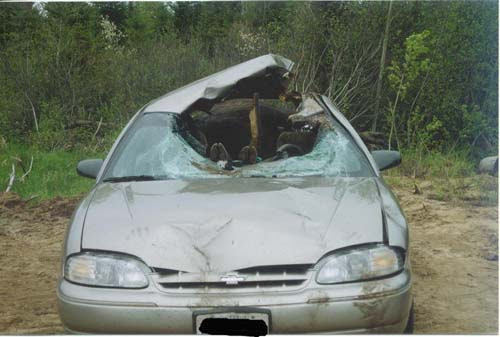 Poor Moose – Another huge Moose mowed over