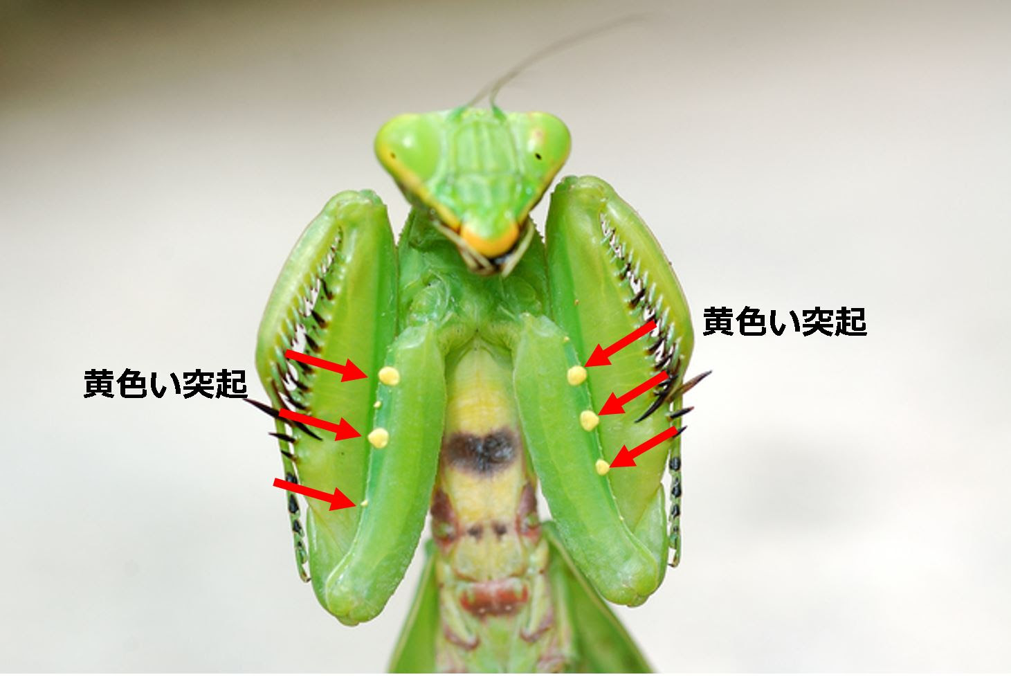 カマキリの画像 原寸画像検索