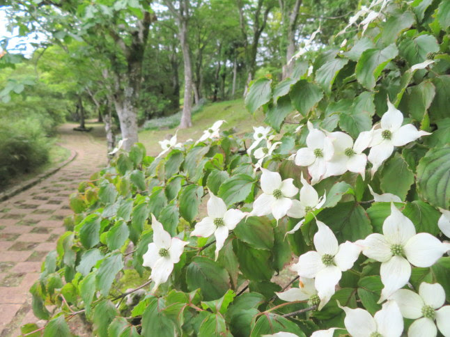 ヤマボウシ花実散歩