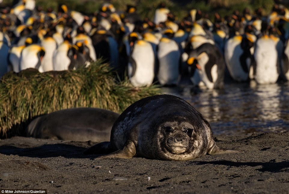 The seal was photographed in front of the group of king penguins at Gold Harbour on South Georgia Island