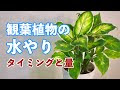 25 ++ 観葉 植物 土 ダニ 274338-観葉植物 土 ダニ