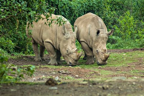 indonesias mighty tropical rainforests  unique endangered wildlife