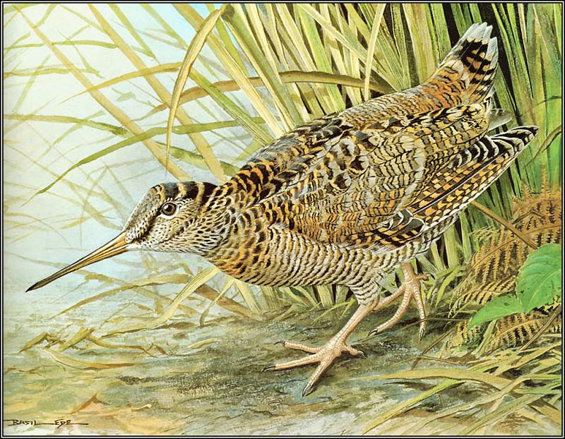 pa BasilEde 47 Woodcock, Автор: Ede, Basil