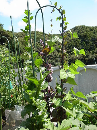 ツルムラサキの育て方 挿し木方法と収穫時期 葉 茎 花 暇人主婦の家庭菜園 楽天ブログ