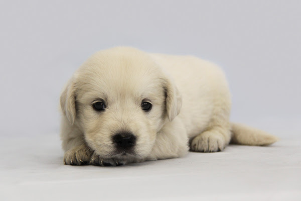 最高の動物画像 心に強く訴える可愛い ゴールデンレトリバー 子犬