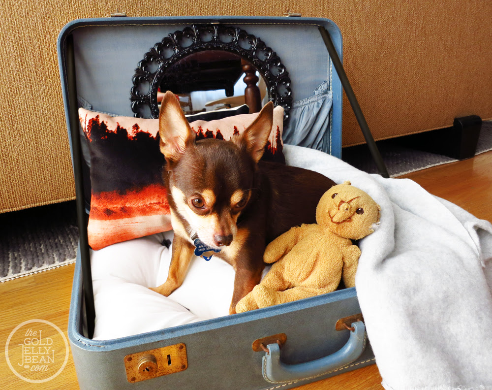 DIY Vintage Suitcase Dog Bed