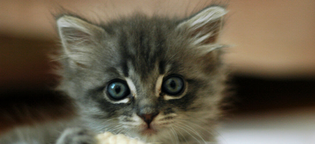 Pourquoi Sommes Nous Aussi Attendris Devant Les Chatons Et Les Chiots Slate Fr