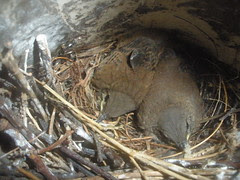 Baby Wrens