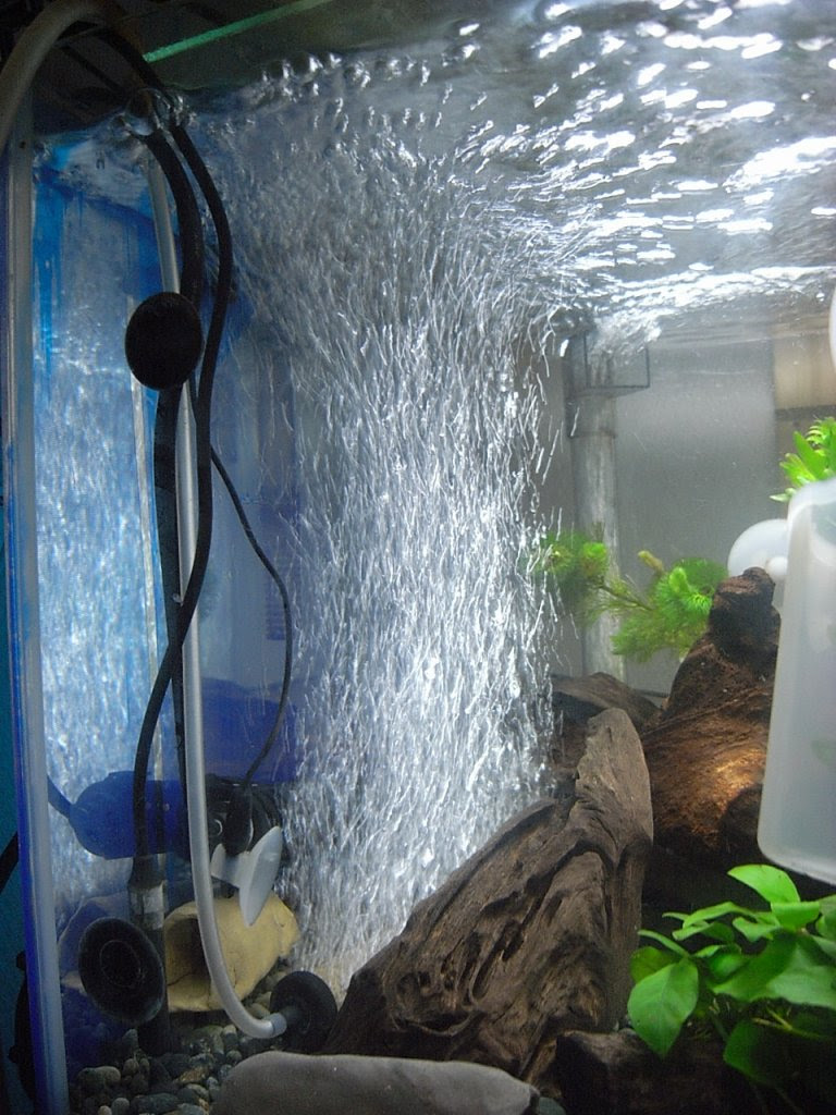 エアレーション 金魚と温泉とワイン