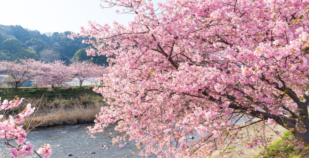 80 beautiful new Sakura trees have been planted in Markham 80 beautiful new Sakura trees have been planted in Markham