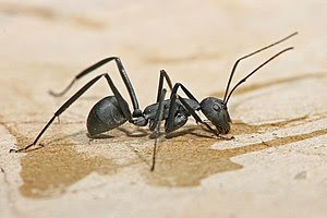Carpenter ant, Camponotus sp.