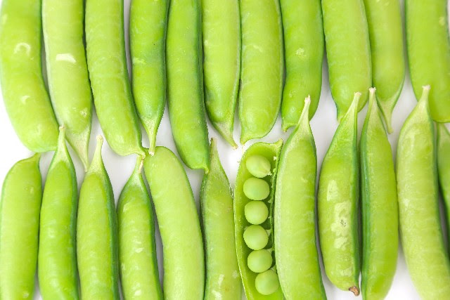 春蒔きスナップエンドウ 春野菜をこれから種まきします 子供と楽しむ たかみん菜園ライフ