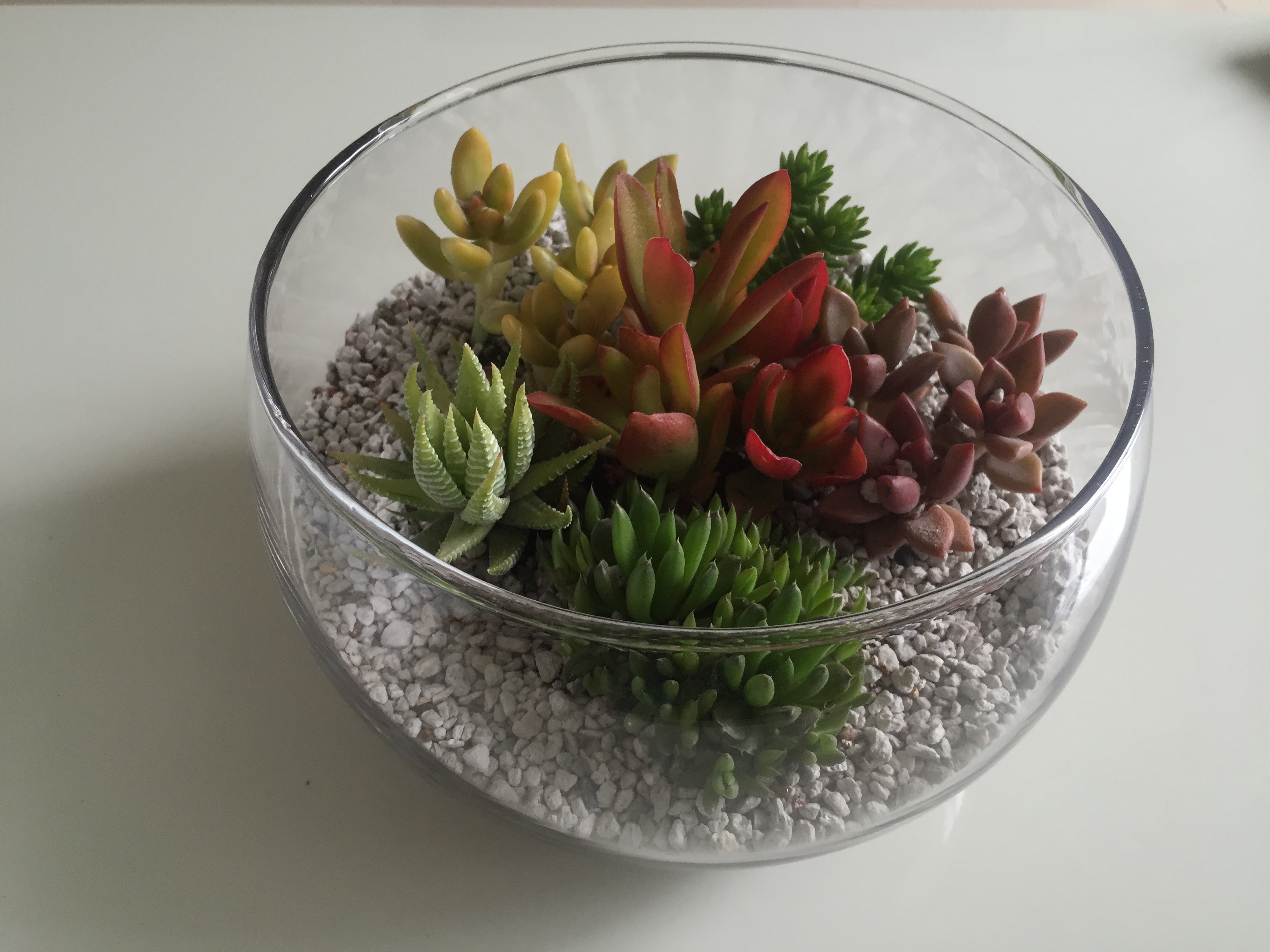 多肉植物の寄せ植えテラリウムの作り方 観葉植物ブログ緑組 植物の育て方