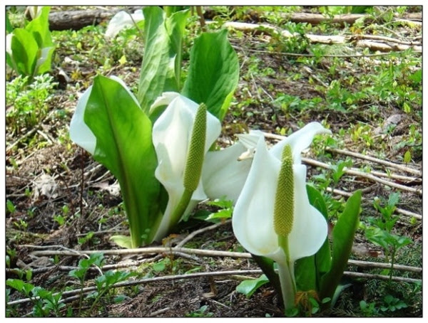 群馬 水芭蕉の花 花ㄦ Blog Udn部落格