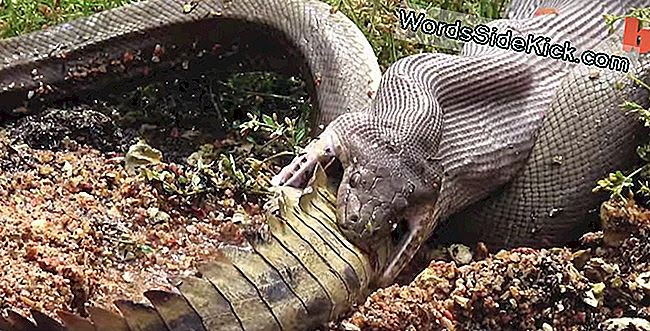 爬虫類デスマッチ ヘビがワニを食い尽くす ビデオ 21 動物