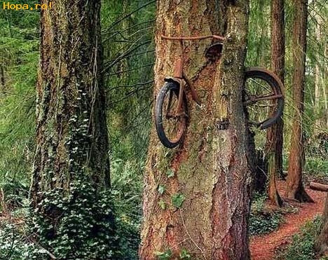 O Bicicleta In Natura Poze Haioase Diverse Hopa Ro