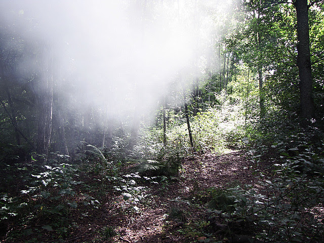 Misty Forest