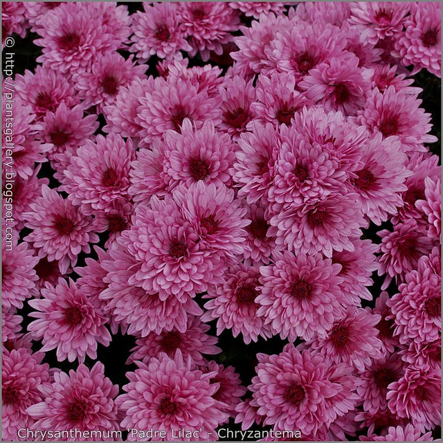 Chrysanthemum 'Padre Lilac' - Chryzantema