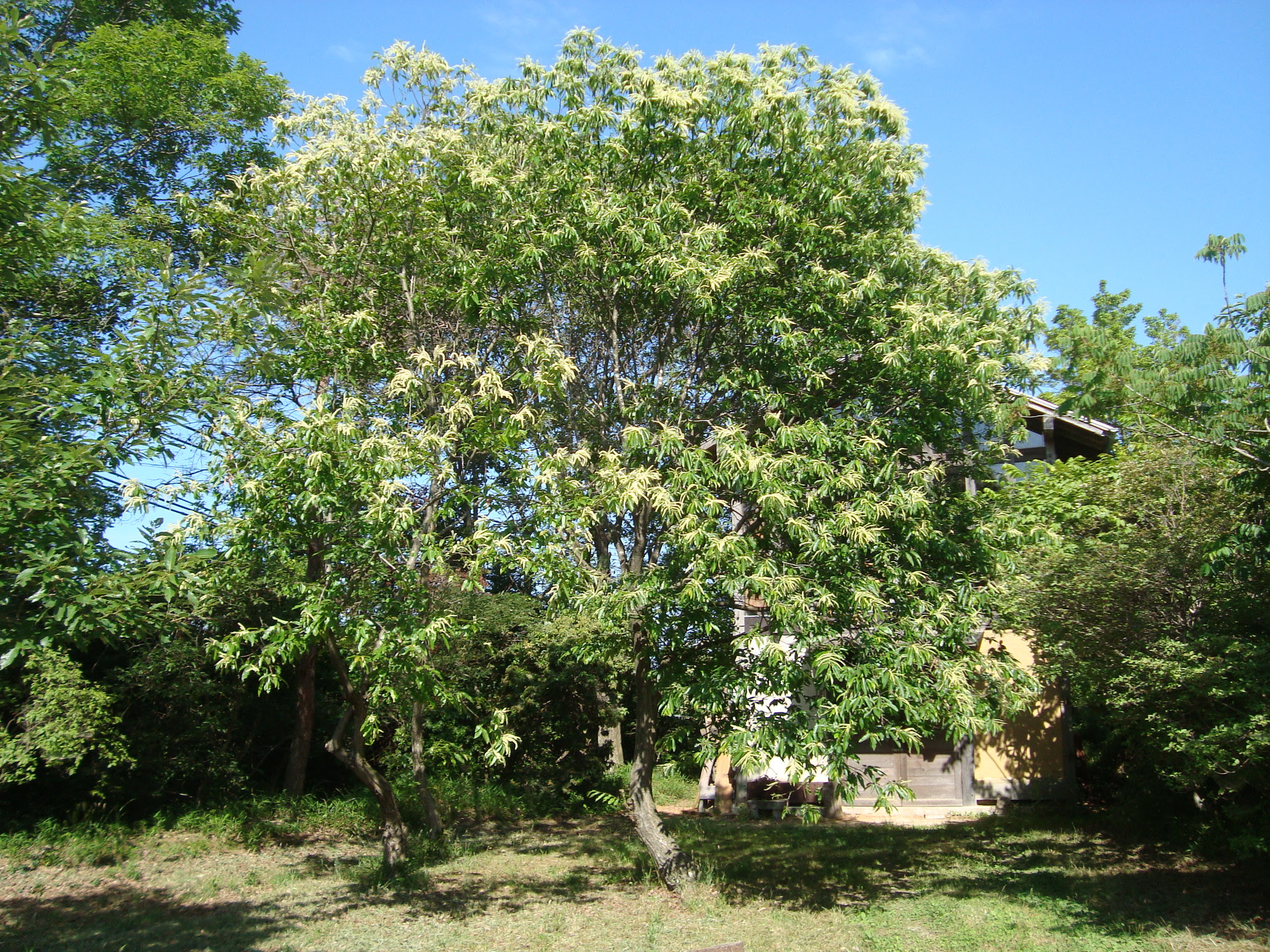 ６月の実と花 工房 えらむ