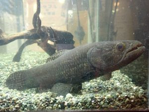 古代魚っぽい魚ナンバー１ 森の中の水族館 スタッフブログ