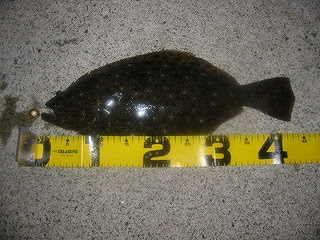 噴火湾ヒラメの習性と釣りのポイント 釣りパラダイス長万部