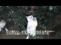 √100以上 白い 子猫 262231-��い 子猫 の夢