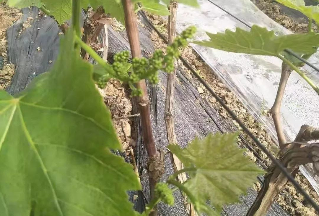 葡萄花芽图片 万图壁纸网